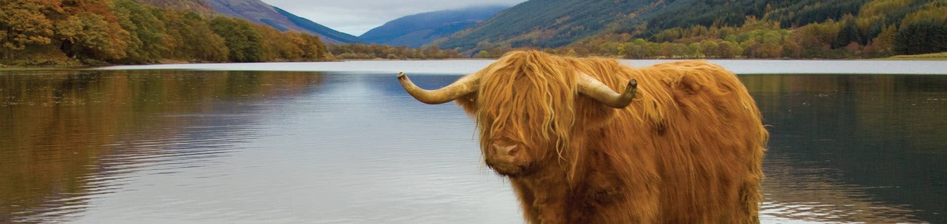 Highland Cow at Lochs and Glens Loch Achray Hotel.