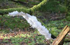 Delicate ice fungi formations on a branch near the Ardgartan Hotel, showcasing intricate patterns and glistening crystals.