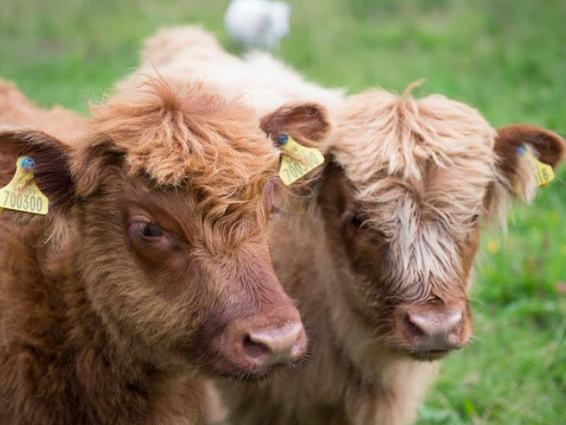 Highland cow calves at the Loch Achray Hotel