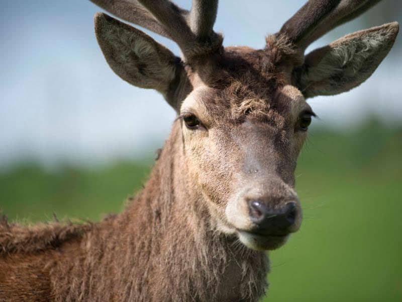 This photographer captures the head of a highland safari stag