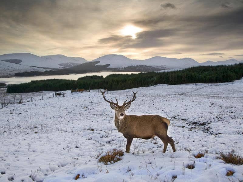 Stag in the wild on a winters day