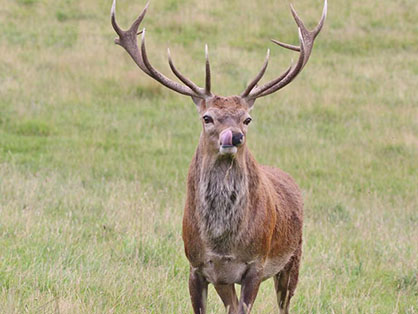 A majestic stag in the wild near Loch Tummel, standing with its tongue out amidst the natural scenery